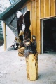 Bear with Heart in Paaw Waving